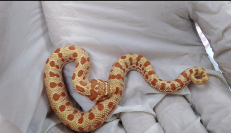 Thailand Setujui Ekspor Hewan Ular untuk Kesejahteraan Peternak